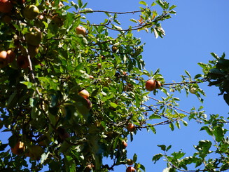 Ast eines Apfelbaums auf einer Streuobstwiese