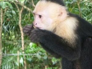 Fressender Affe im Regenwald