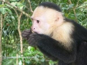 Fressender Affe im Regenwald