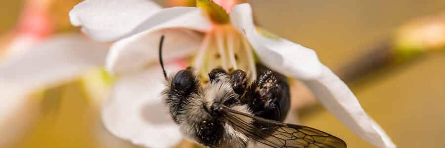 Graue Sandbiene sitzt auf weißer Blüte