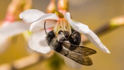 Graue Sandbiene sitzt auf weißer Blüte