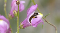 Rosa Blüten der Pflanze Löwenmäulchen in die gerade eine Biene krabbelt, um sich Nektar zu besorgen