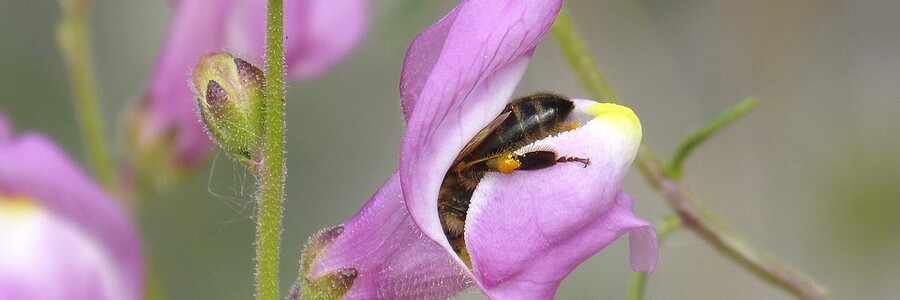 Rosa Blüten der Pflanze Löwenmäulchen in die gerade eine Biene krabbelt, um sich Nektar zu besorgen