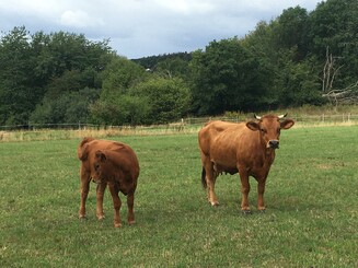Mutterkuh steht neben ihrem Kalb auf einer Weide