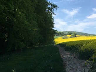 Waldsaum