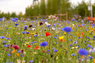 insektenfreundliche, bunte Blumenwiese