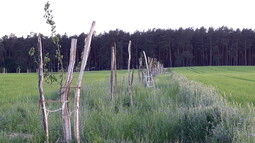 Baumreihe auf einem Acker