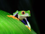 Rotaugenlaubfrosch sitzt auf Blatt
