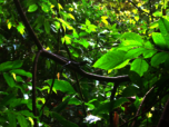 Gecko sitzt auf Ast mitten im dichten Regenwald von Costa Rica
