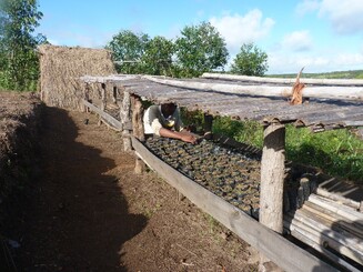 Baumschule auf Madagaskar, in der heimische Baumarten gezogen werden