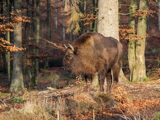 Ein Wisent steht im Wald
