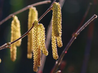 Gelbe Blüte der Haselnuss an einem Zweig