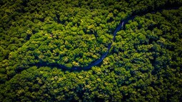 Straße schlängelt sich durch Wald