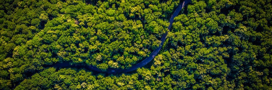 Straße schlängelt sich durch Wald