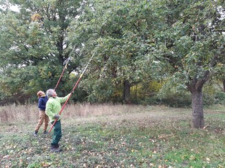 Eine Streuobstwiese wird gepflegt, indem Misteln und totes Holz aus den Bäumen geschnitten wird.