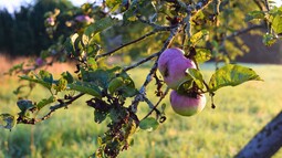 Äpfel hängen an Ast auf Streuobstwiese