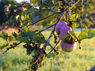 Äpfel hängen an Ast auf Streuobstwiese