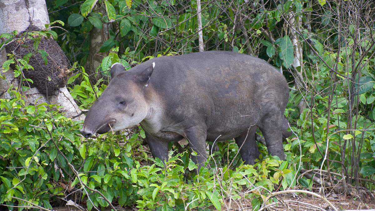 Mittelamerikanisches Tapir beim Fressen im Wald