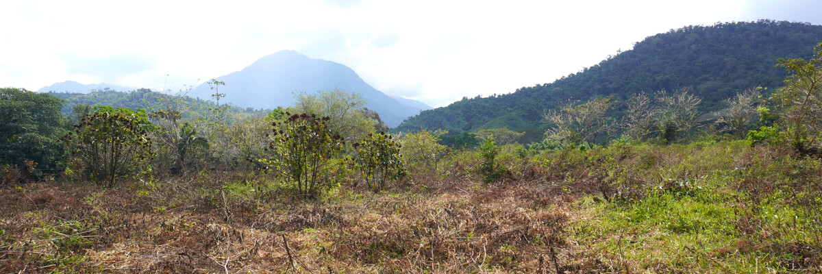 Degenerierte__landwirtschaftlich_genutzte_Flaeche_in_der_Sierra_Nevada_de_Santa_Marta