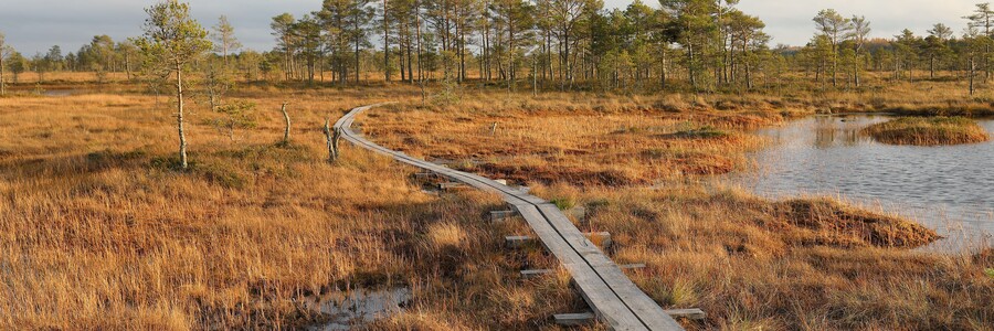 Holzweg führt durch Moor