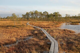 Holzweg führt durch Moor