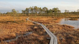 Holzweg führt durch Moor