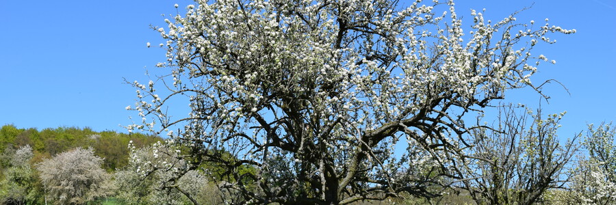 Blühende Apfelbäume bei Sonnenschein auf einer Streuobstwiese