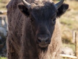 Wisent-Kalb in Nahaufnahme schaut in die Kamera