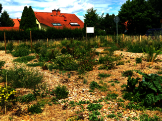 Dynamische Agroforst Fläche in der Ortsgemeinde Köngernheim