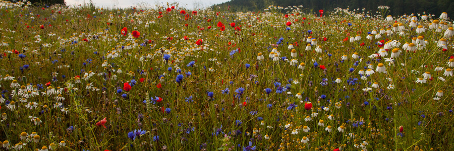 Blühende Wiese 