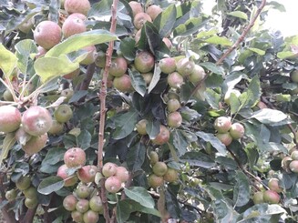 Voll behangener Apfelbaum