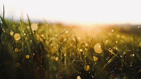 Gras im Sonnenaufgang
