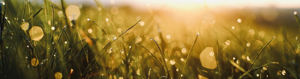 Gras im Sonnenaufgang