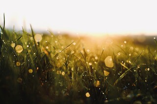 Gras im Sonnenaufgang