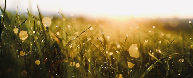 Gras im Sonnenaufgang