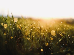 Gras im Sonnenaufgang