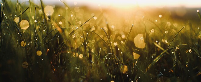 Gras im Sonnenaufgang