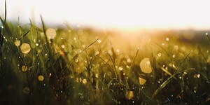 Gras mit Tautropfen im Sonnenaufgang