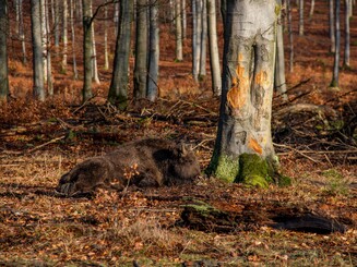 Wisent liegt im Wald auf Boden