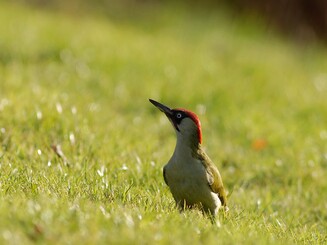 Grünspecht auf Wiese