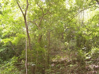 Trockenwald 