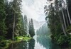 Fluss durch Waldgebiet