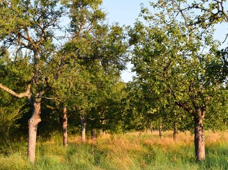 Streuobstwiese in Wiesbaden