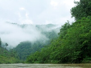 Regenwald