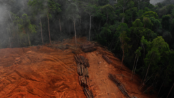 Baumstämme liegen auf kürzlich abgeholzter Fläche in Costa Rica