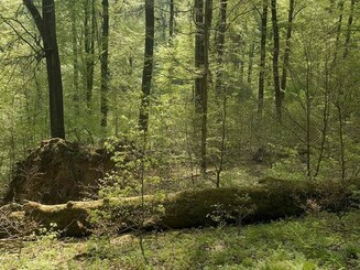 Totholz im Wald 