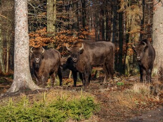 Zwei Wisente stehen im Wald und schauen in die Kamera