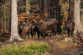 Zwei Wisente stehen im Wald und schauen in die Kamera