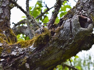 Alter Apfelbaum in Nahaufnahme