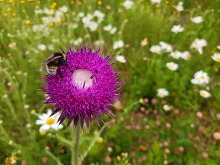 Hummel und andere Insekten auf lilafarbener Blüte